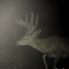 34_PLM Buck